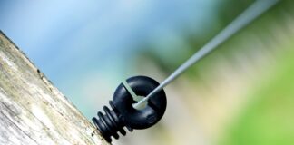 Ile Polaków Studiowało na Yale?