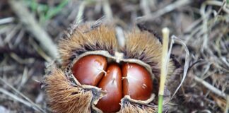 Jaki certyfikat do bur?