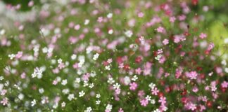 Na czym polega proces certyfikacji?