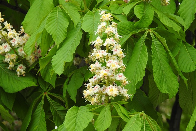 Czy matura jest potrzebna na studia za granicą? Czy matura jest potrzebna na studia za granicą?