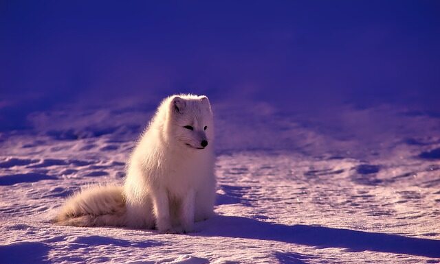 Jak studiować w Norwegii?