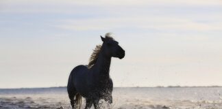 Co to są standardy jakości?