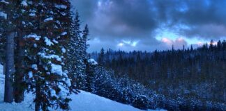 Czy po obronie licencjatu traci się status studenta?