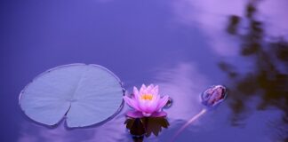 Ile wynosi stawka akordowa?