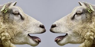 Kto jest odpowiedzialny za proces komunikowania interpersonalnego?