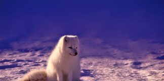 Czy w Norwegii są darmowe studia?