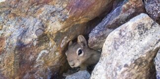 Co ile wymieniać legowisko dla psa?