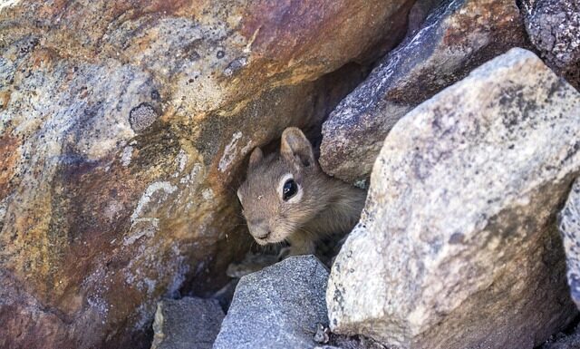 Co ile wymieniać legowisko dla psa?