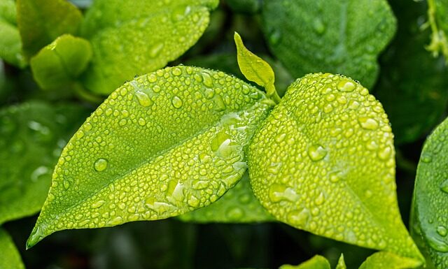 Ile zielonych warzyw dziennie?