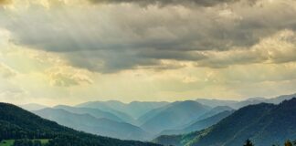 Jak podróżować z dużym psem?