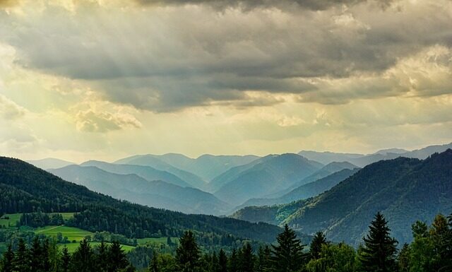 Jak podróżować z dużym psem?