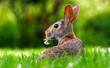 Czemu królik ociera się o mnie broda?