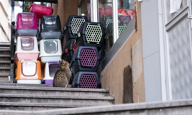 Jaki transporter dla Maine Coon? Jaki transporter dla Maine Coon?