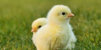 Jak samemu zrobić wybieg dla królika?