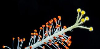 Dlaczego Ptasie Mleczko nazywa się tak?