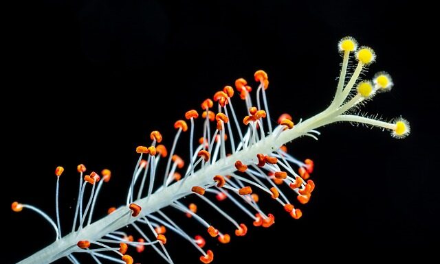 Dlaczego Ptasie Mleczko nazywa się tak?