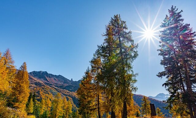 Co pod masę cukrową na tort?