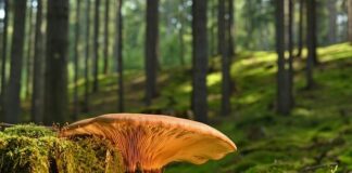 Czy grzyb rośnie w jedną noc?