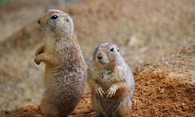 Jak zrobić pieska z Włóczki?