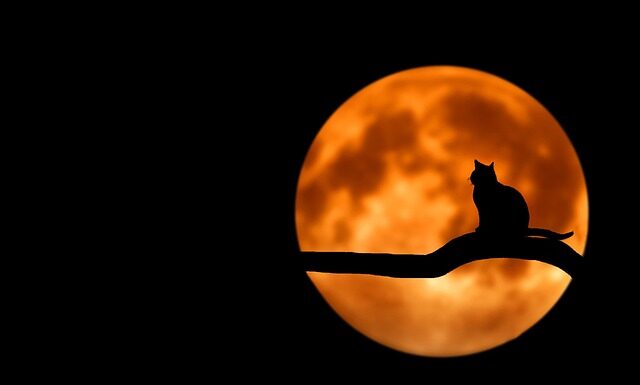 Jak chronić kota przed samochodem? Jak chronić kota przed samochodem?