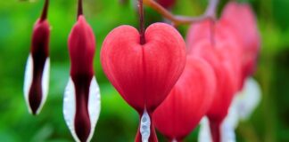 Jak długo pies krwawi podczas cieczki?