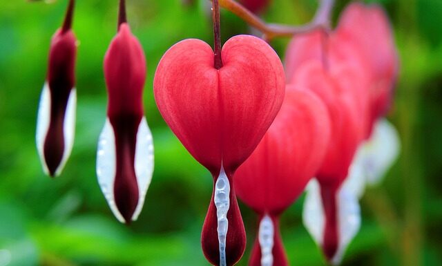 Jak długo pies krwawi podczas cieczki?