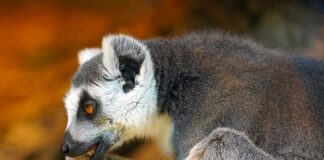 Co lubią gryźć króliki?