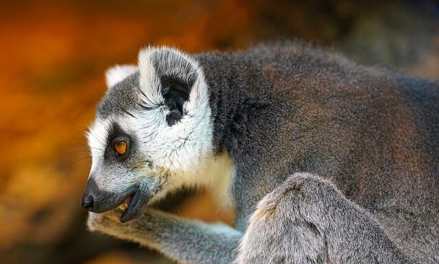 Co lubią gryźć króliki?