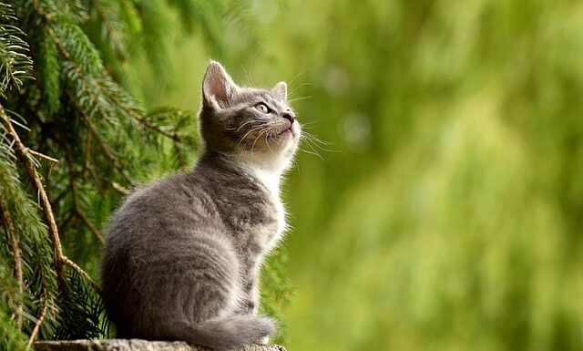 Czy koty lubią podróżować? Czy koty lubią podróżować?