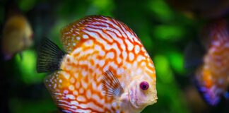 Dlaczego ciągle robi się w akwarium zielona woda?