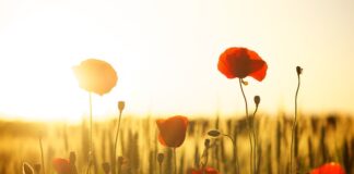 Z jakiej mąki robi się klej?