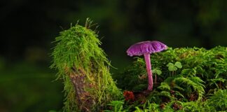 Czym utrwalić farbę akrylowa?