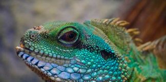 Co można trzymać w małym terrarium?