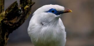 Jaki jest najrzadszy grzyb?