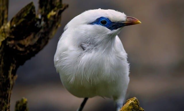 Jaki jest najrzadszy grzyb?