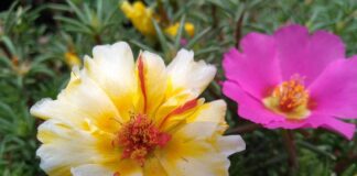 Kiedy nie można jeść kalafiora?