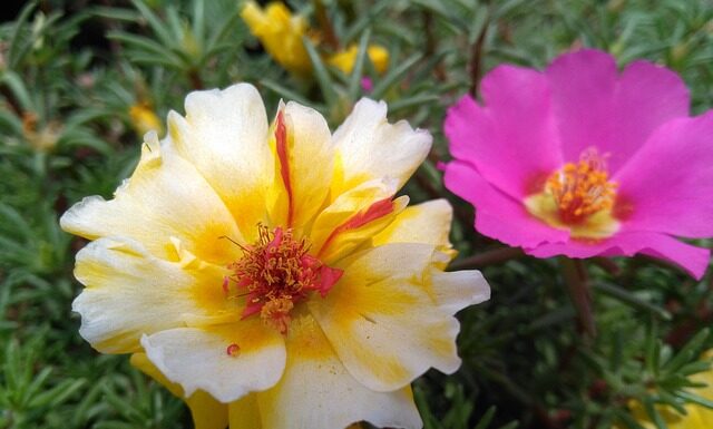 Kiedy nie można jeść kalafiora?