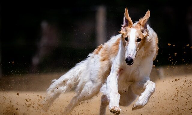 Ile psów może być w samolocie?
