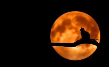 Czy można przewozić kota bez transportera?