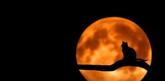 Czy kot może zostać sam w domu na tydzień?