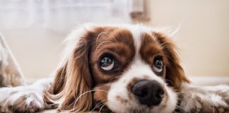 Jak nauczyć psa chodzić w kurtce?