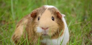 Co lepsze świnka morska czy królik miniaturka?