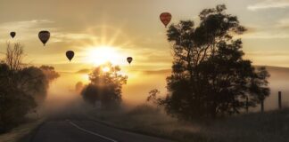 Czy można lecieć samolotem z kotem?