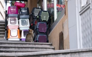 Ile kosztuje transporter dla królika? Ile kosztuje transporter dla królika?