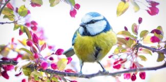 Czemu ser żółty jest żółty?