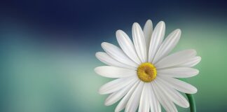 Jak uzyskać biały Drip?