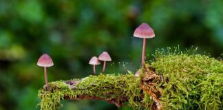 Ile trzeba zjeść trujących grzybów żeby się zatruć?