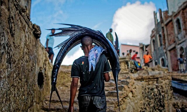 W jakim wieku pies może chodzić po schodach?