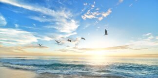 Z jakiego ptaka jest Ptasie Mleczko?