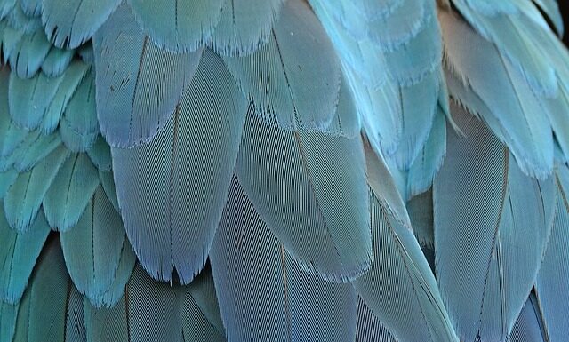 Czemu Ptasie Mleczko nazywa się ptasie? Czemu Ptasie Mleczko nazywa się ptasie?